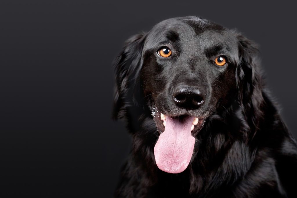 cane ansima.jpg