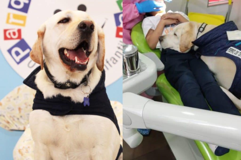 cane dentista.jpg