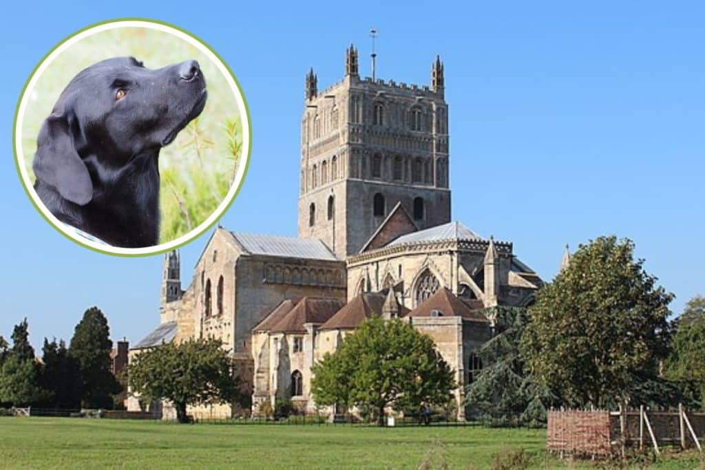 cani abbazia.jpg