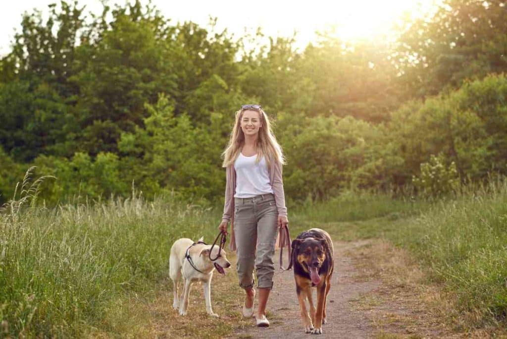 cani passeggiata.jpg