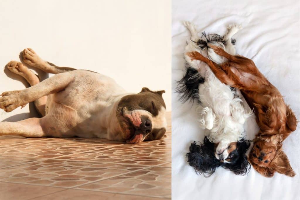 cani dormire.jpg