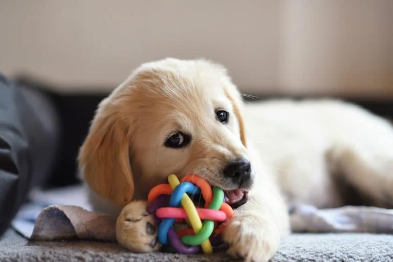 cani nomi giocattoli c.jpg