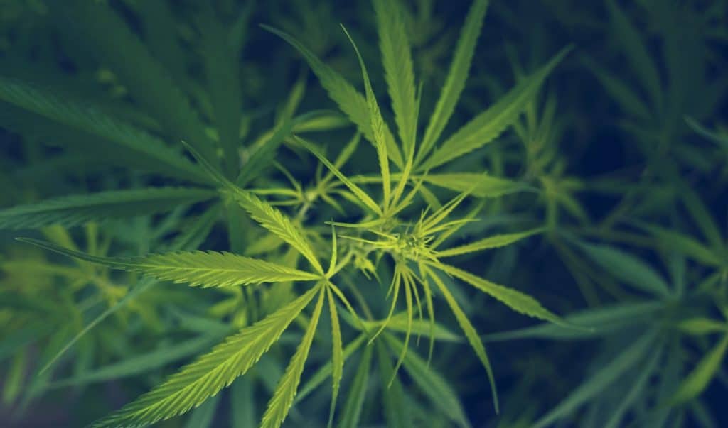 cannabis.jpg