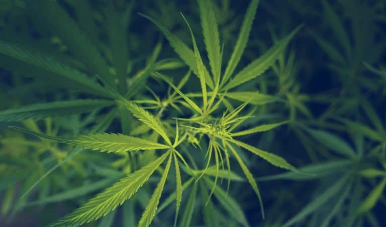 cannabis.jpg