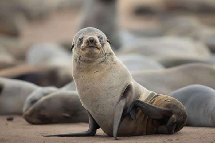 cape fur seal m.jpg