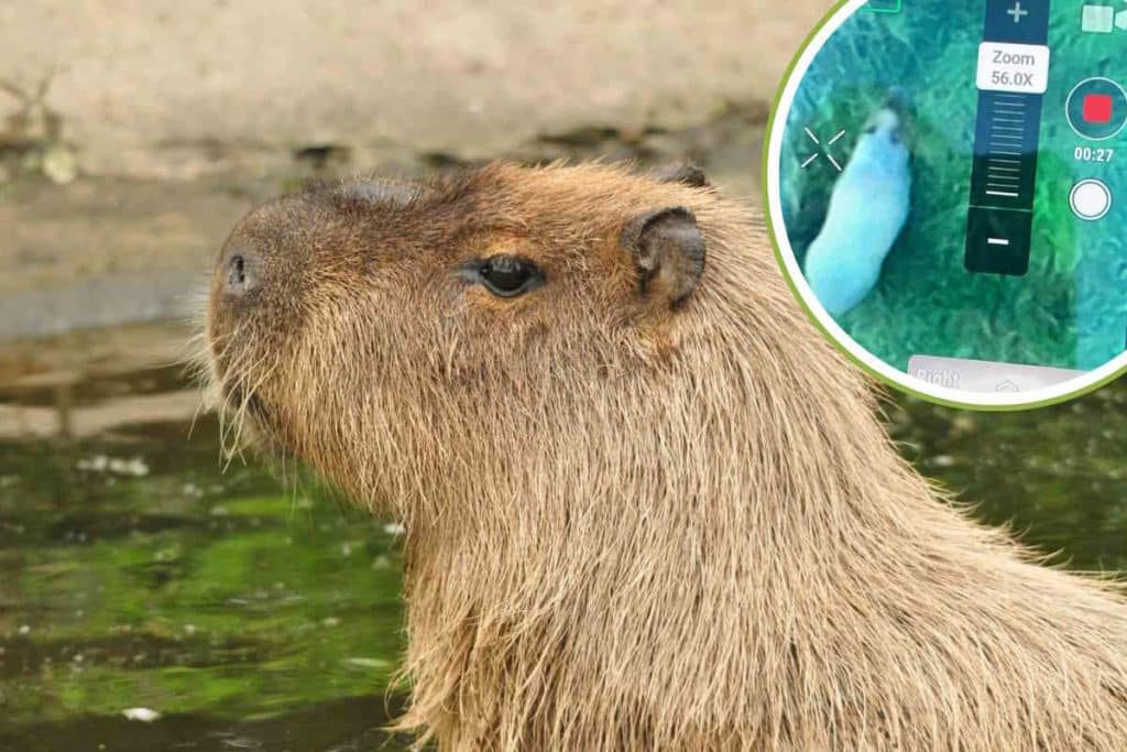 capibara.jpg