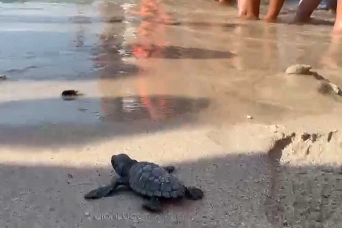 caretta caretta.jpg