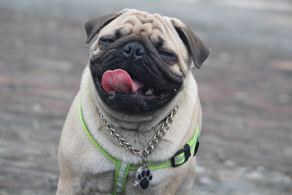 carlino.jpg