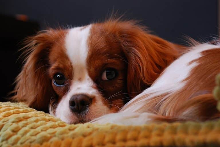 cavalier king charles spaniel.jpg