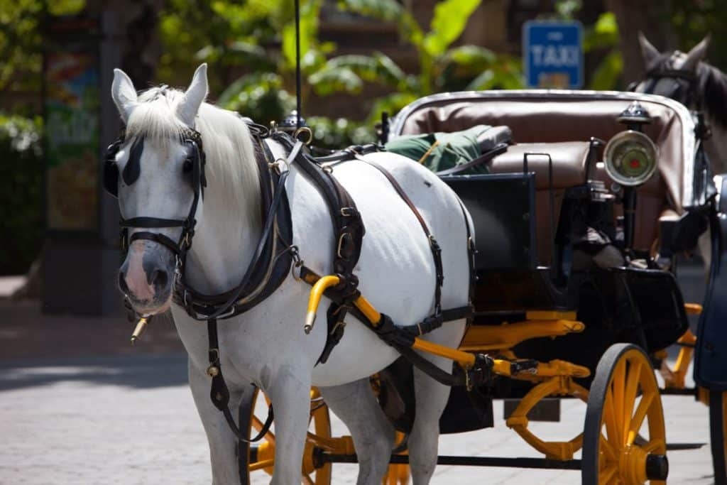 cavallo carrozza collasso firenze c.jpg