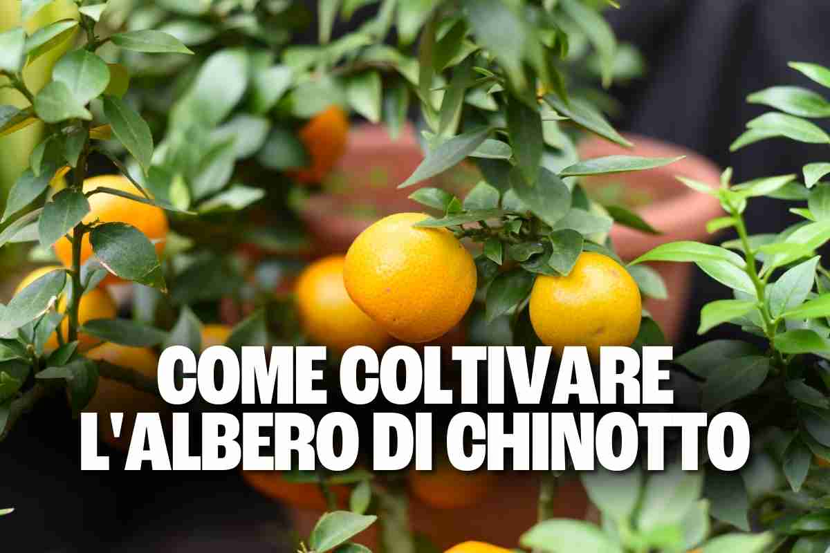 chinotto 1.jpg