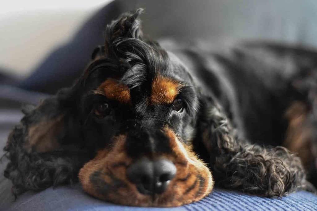 cocker spaniel 3887947 1280.jpg
