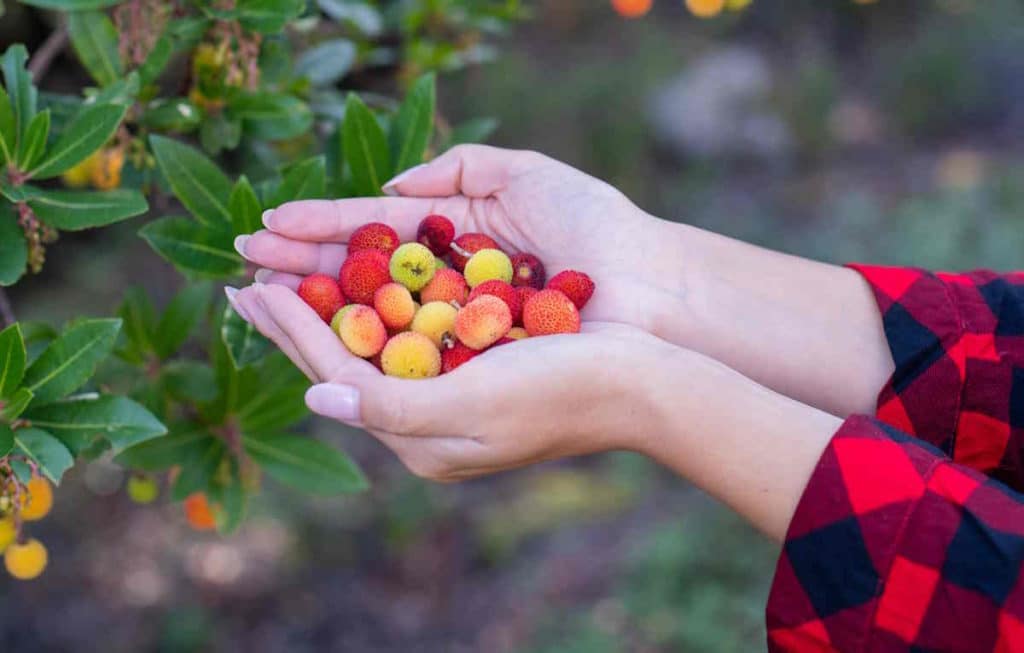 corbezzolo.jpg