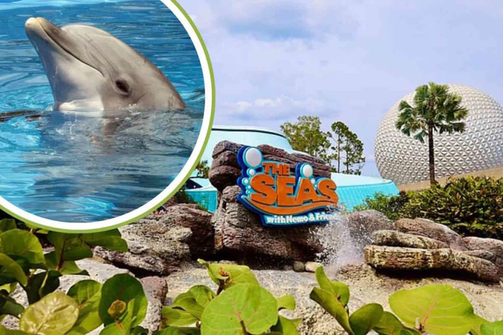 delfini disney.jpg
