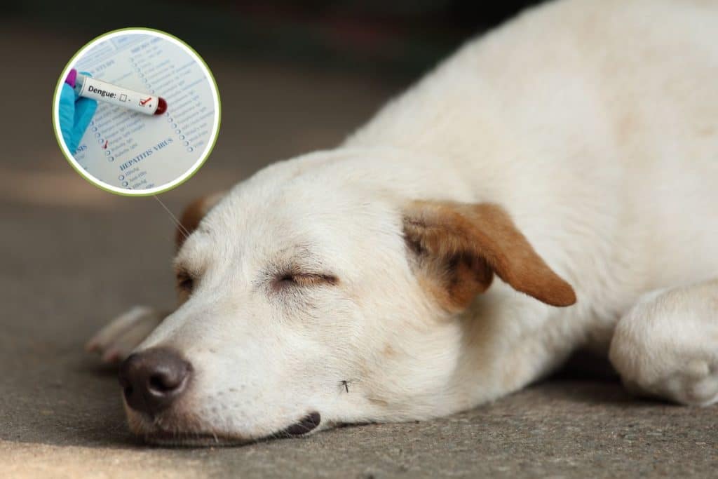 dengue cani gatti.jpg
