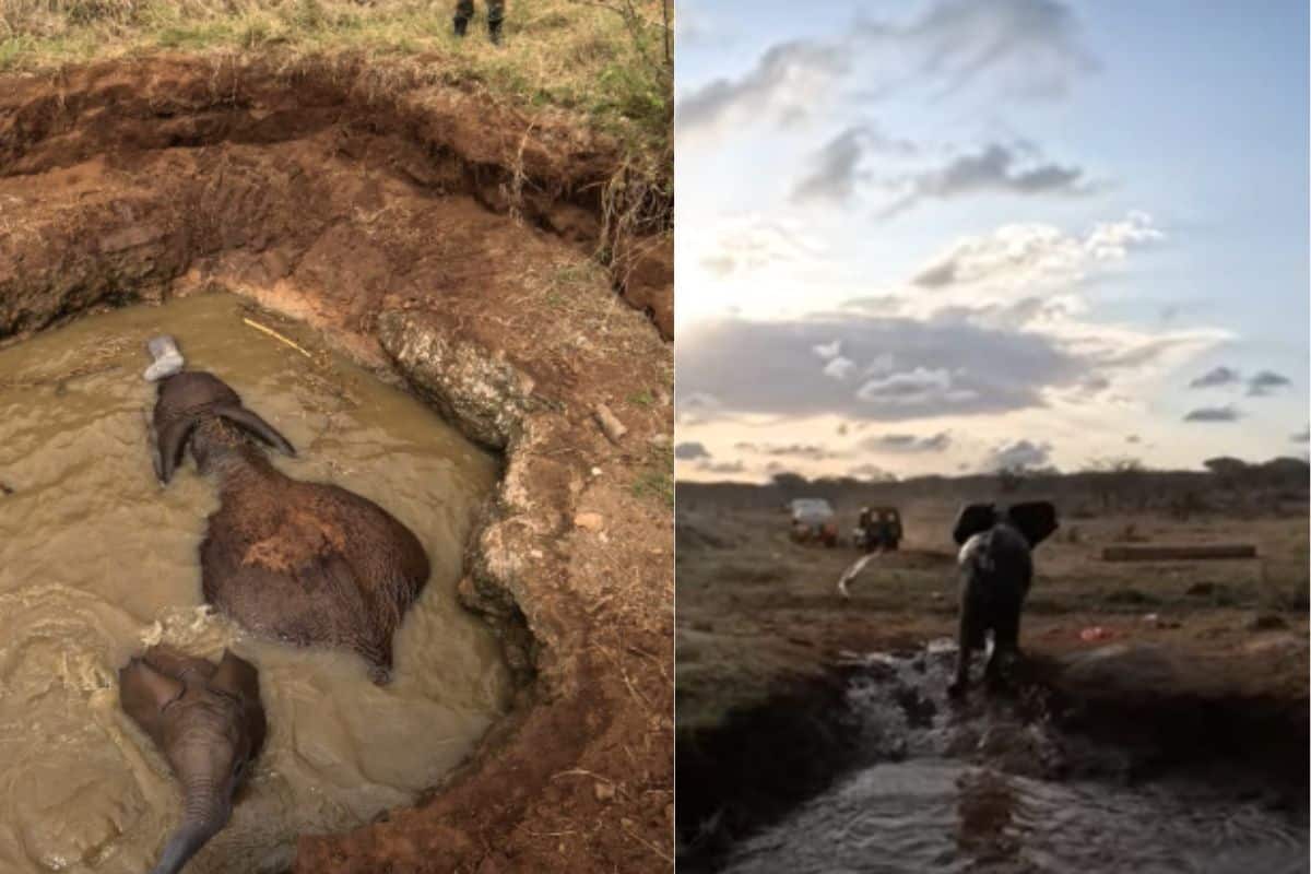 Intrappolati in un pozzo, mamma elefante e il suo cucciolo ritrovano la libertà (grazie a un salvataggio emozionante) 1 elefanti Kenya.jpg