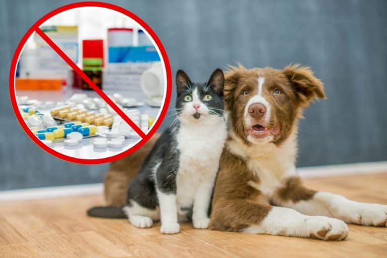 farmaci pericolosi cani.jpg