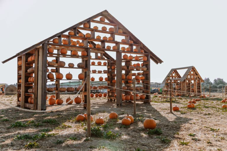fattoria zucca.jpg
