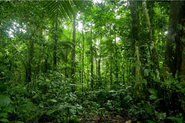 foreste tropicali co2.jpg