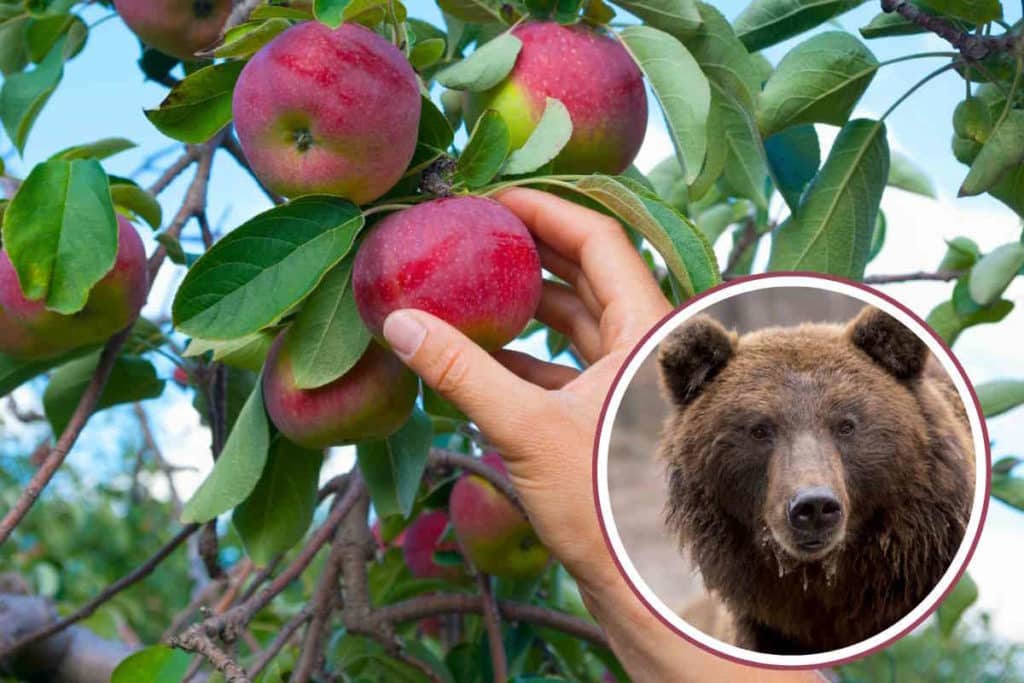 frutta orsi.jpg