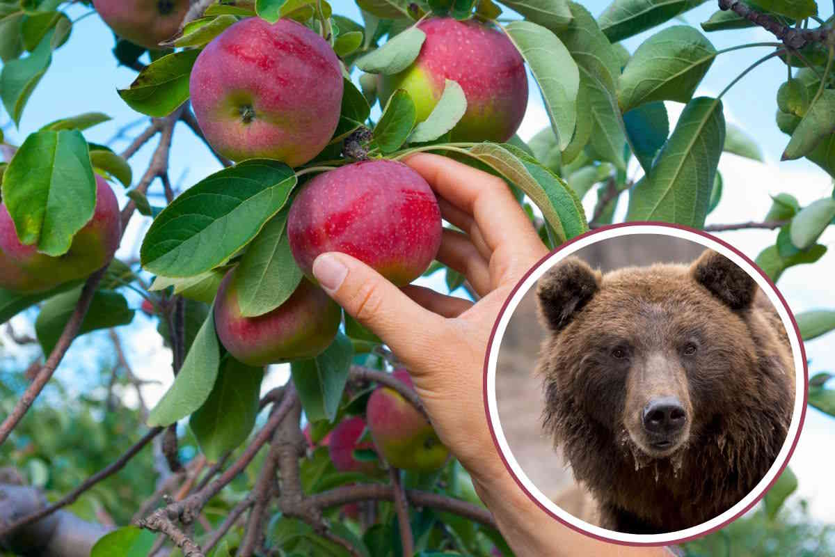 frutta orsi.jpg