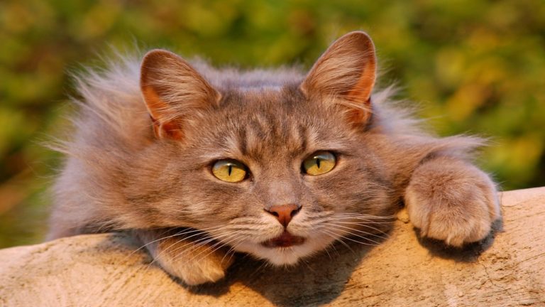 gatto malato.jpg