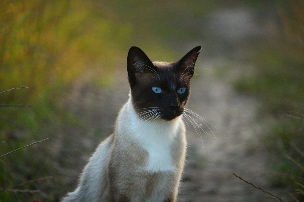gatto siamese.jpg