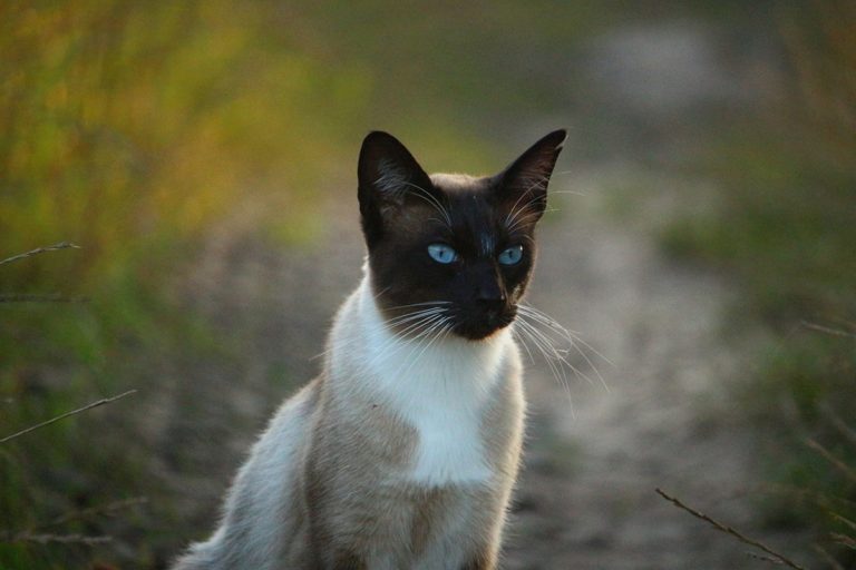 gatto siamese.jpg