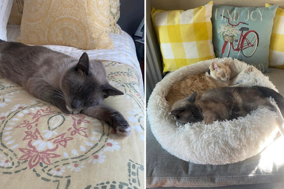 gatto smarrito.jpg