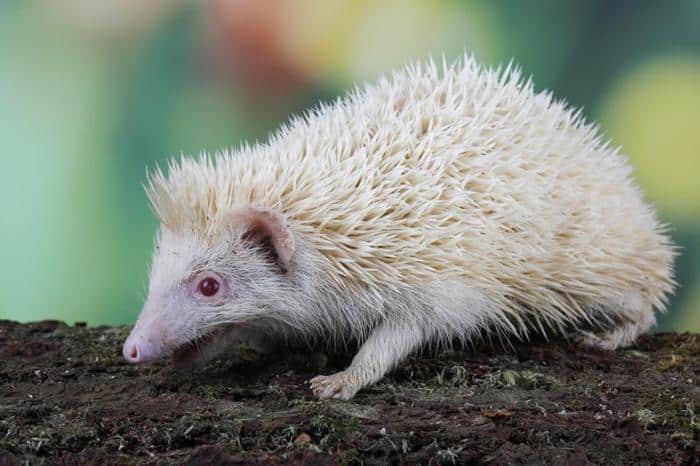 hedgehog m.jpg