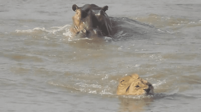 hippo vs lion m.png