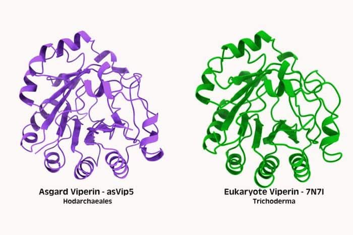 immune proteins called viperins from asgard archaea left and eukaryotes right m.jpg