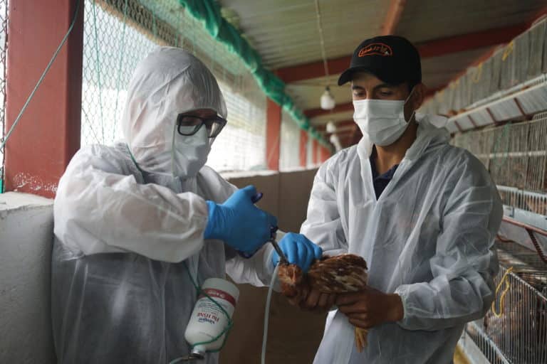 influenza aviaria scaled.jpg