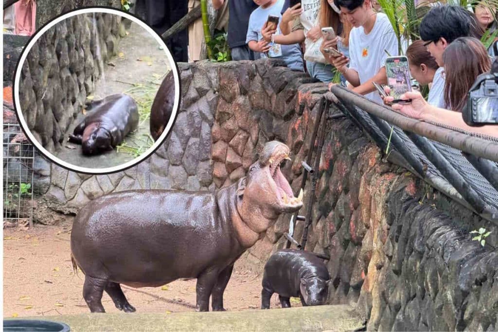 ippopotamo pigmeo.jpg