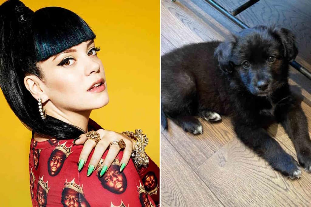 lily allen.jpg