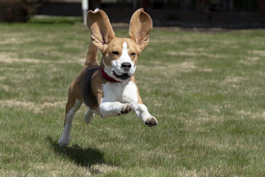 malattie beagle.jpg