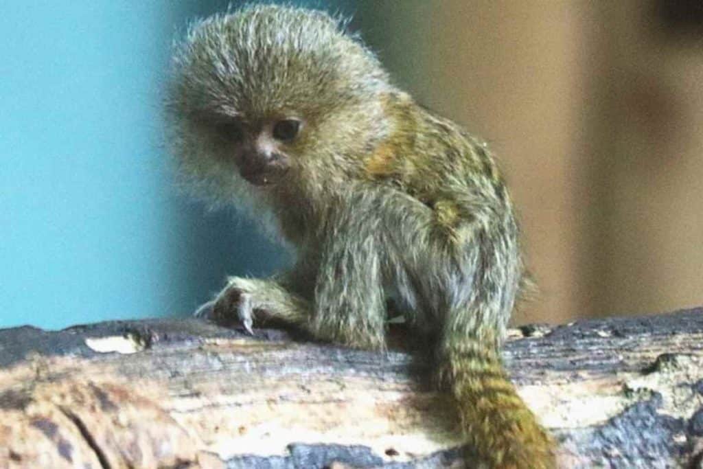 marmoset pigmeo.jpg