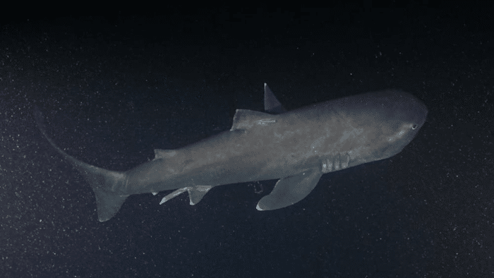 megamouth shark photos.png