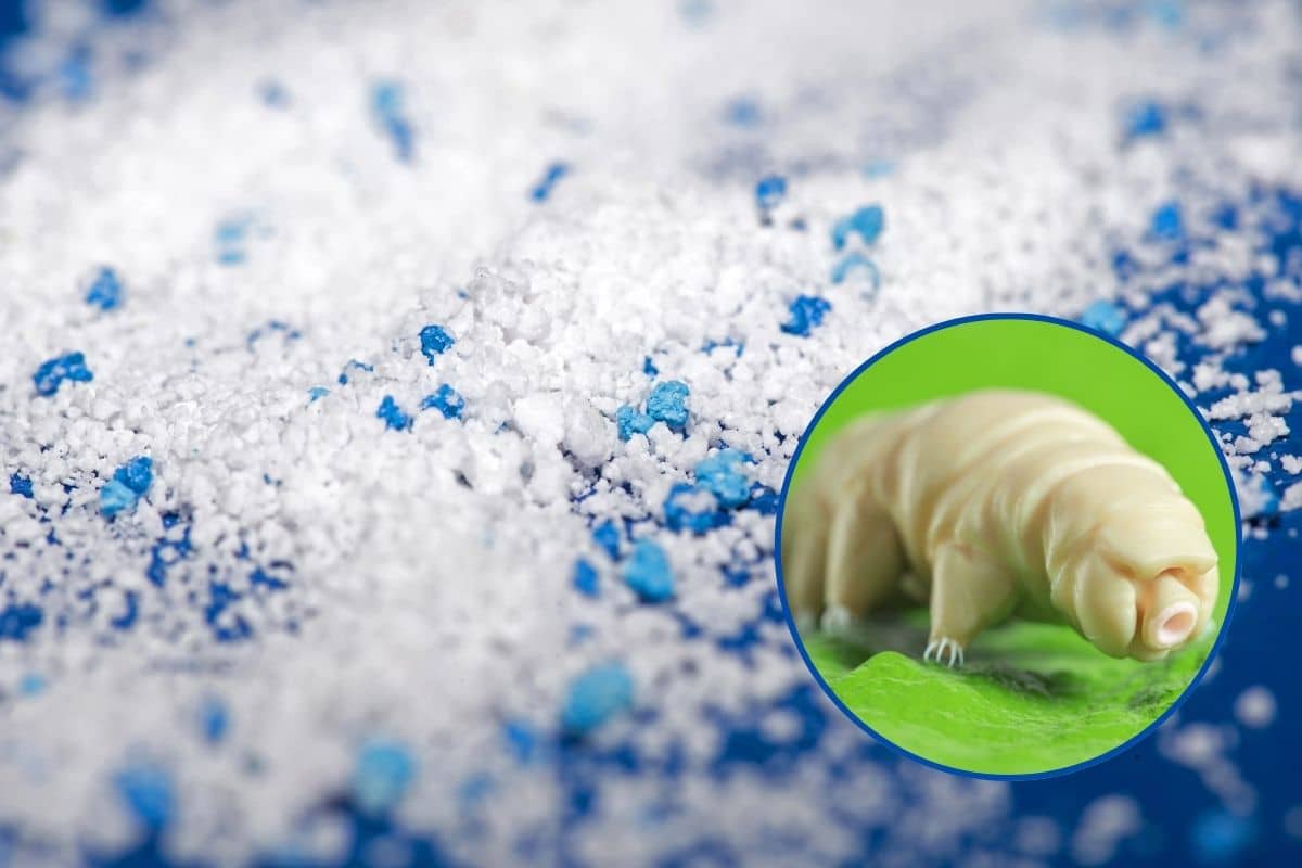 microplastiche tardigradi.jpg