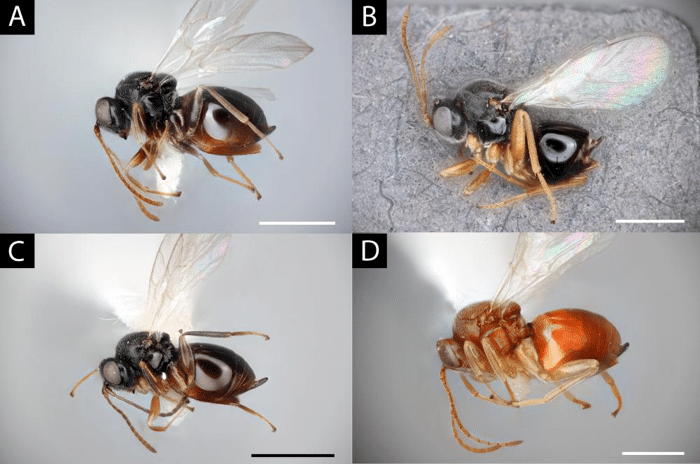 new wasp species.png