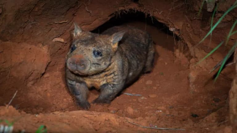 northern hairy nosed wombat 1.jpg