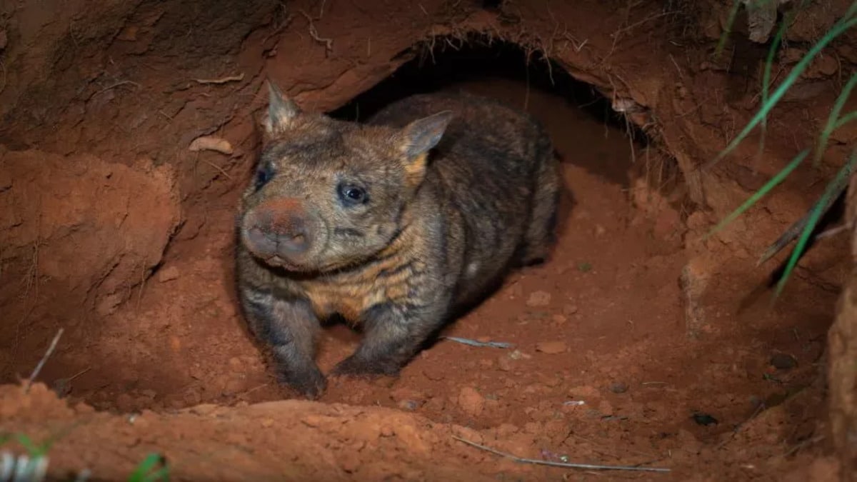 northern hairy nosed wombat 1.jpg