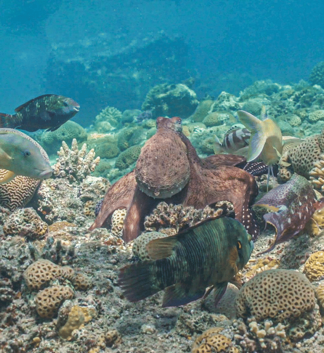 octopus hunting with fish.png