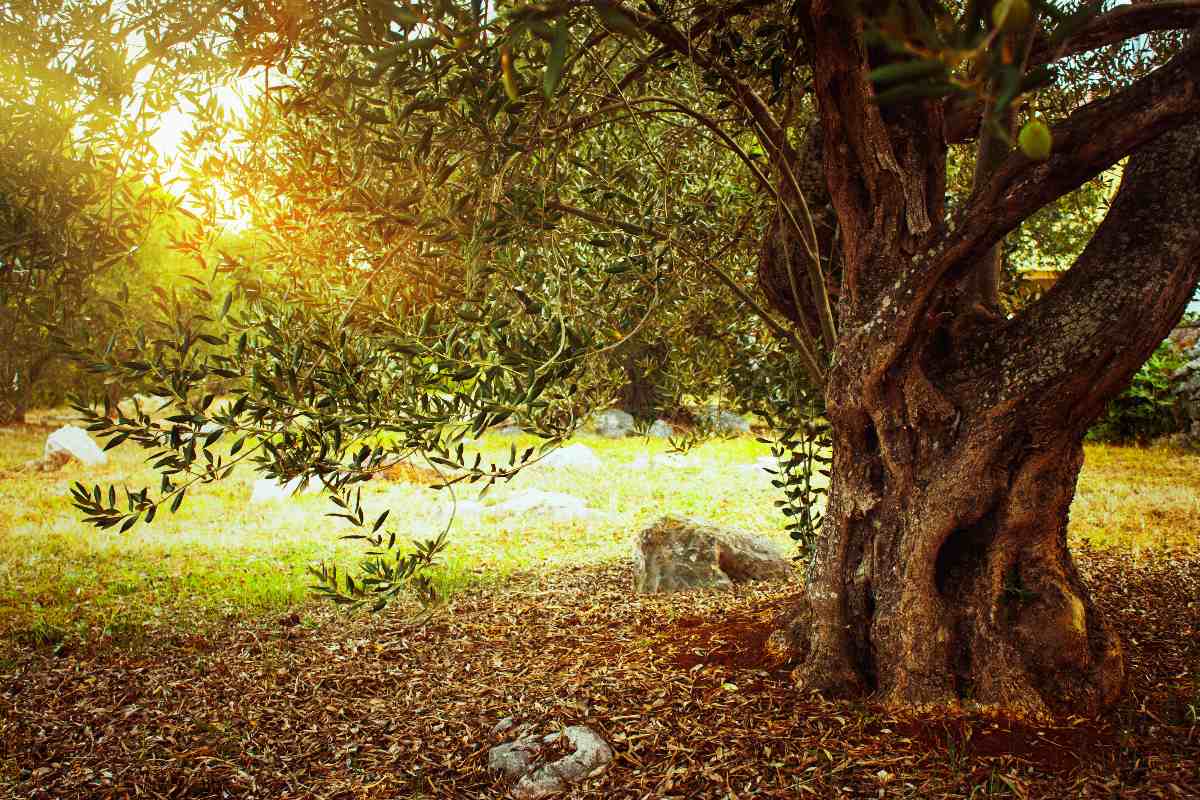 Queste sono le piante e gli arbusti da NON potare a settembre 2 olivo