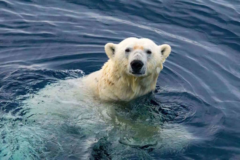 orso polare 1.jpg