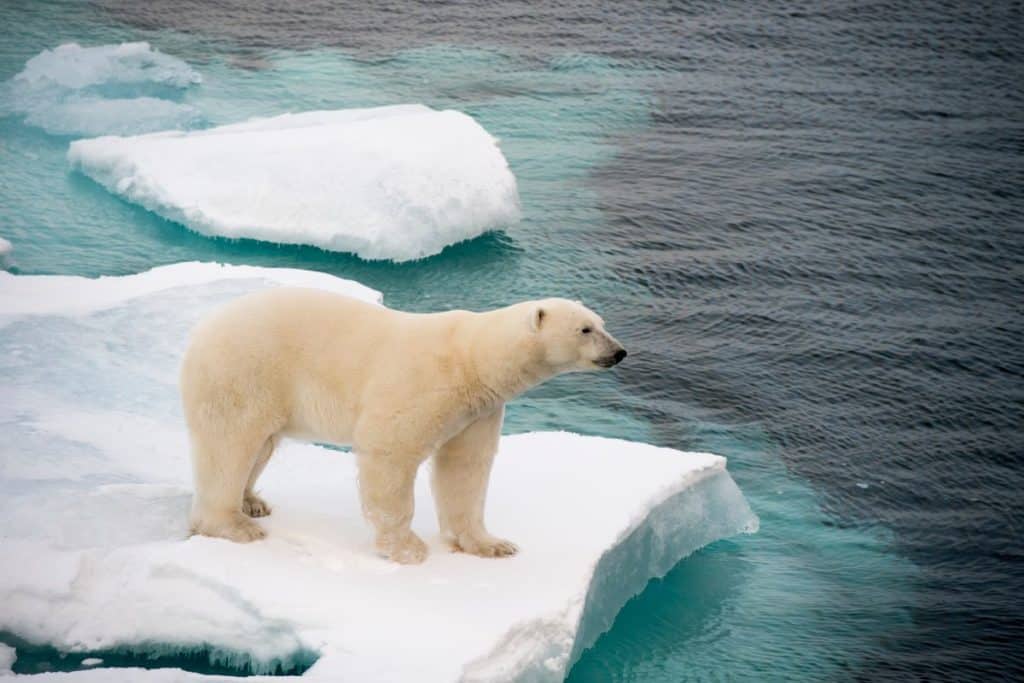 orso polare ucciso islanda c.jpg