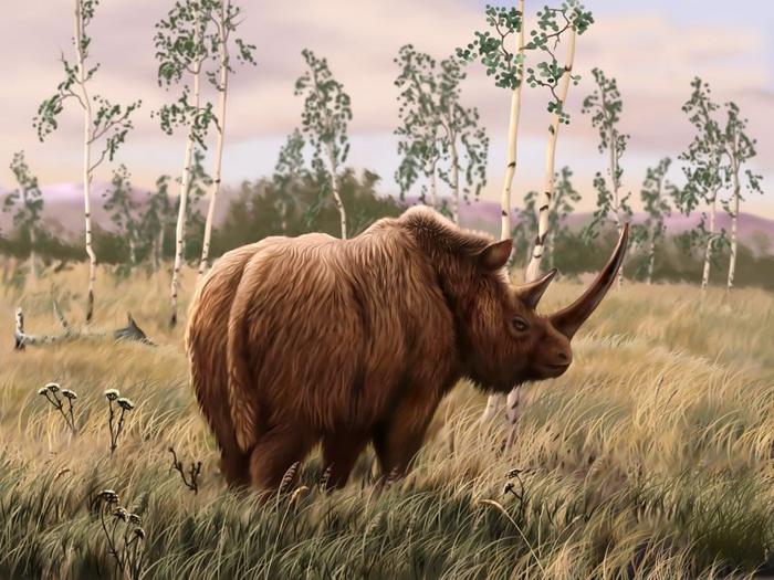 Rinoceronte lanoso di 32.400 anni: nuove scoperte dal permafrost russo 1 paleoart of a woolly rhino m.jpg