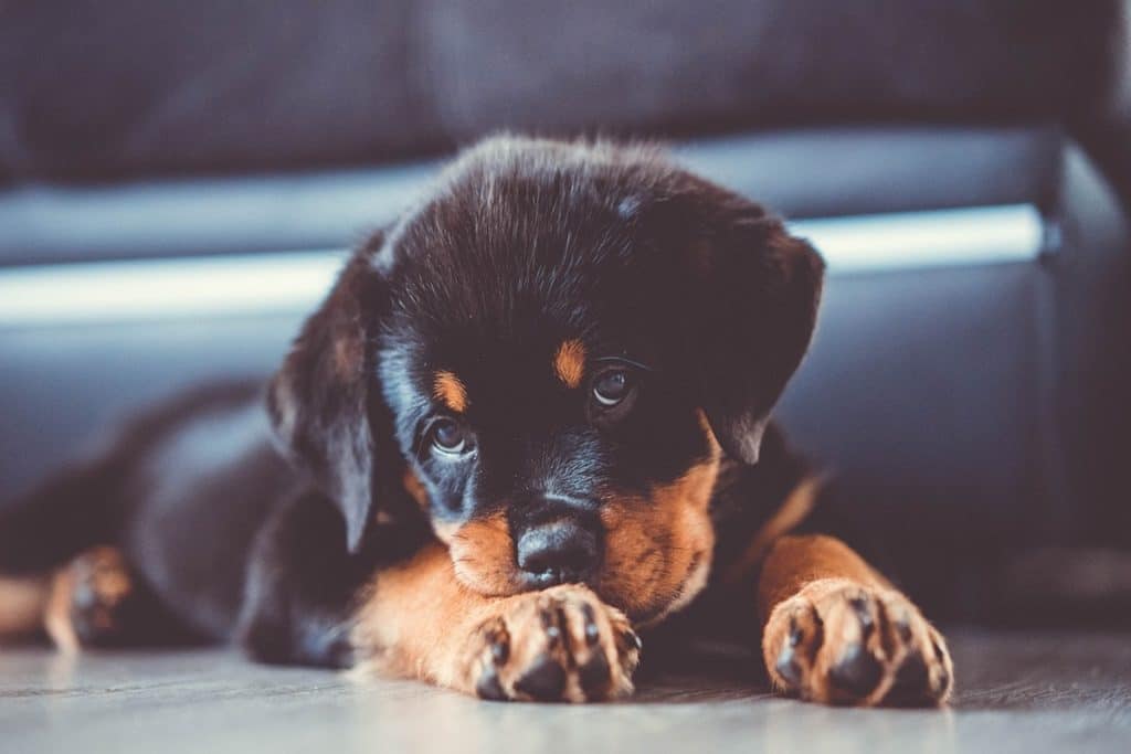 parvovirosi cane rottweiler.jpg
