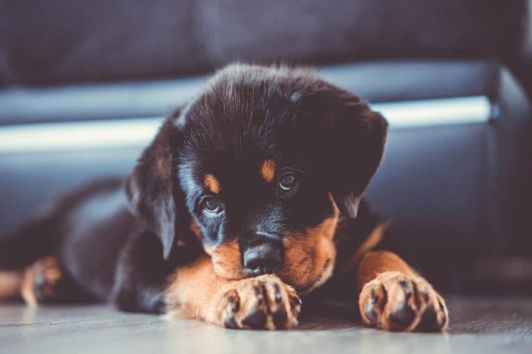 parvovirosi cane rottweiler.jpg