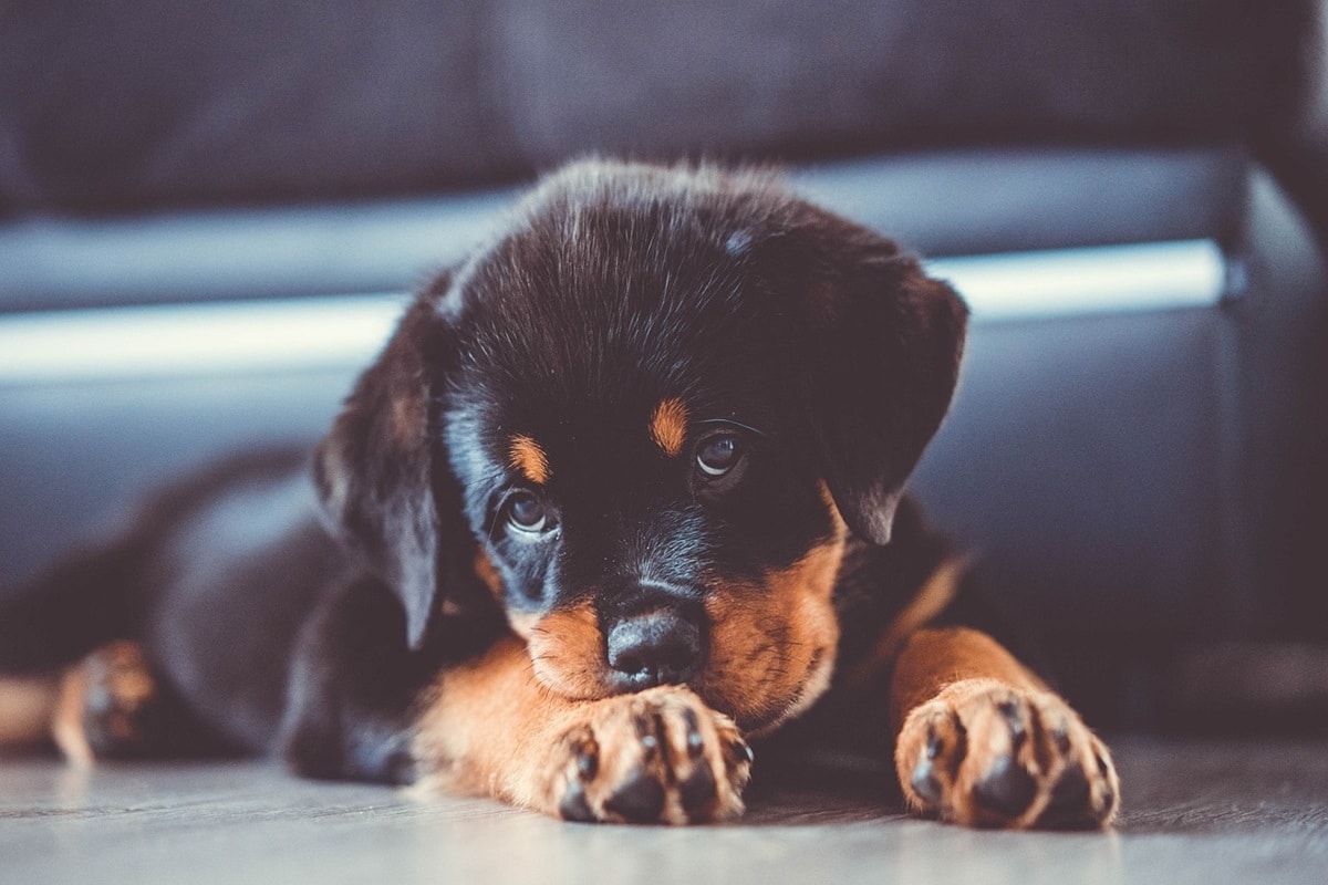 parvovirosi cane rottweiler.jpg